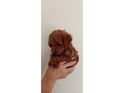 Poodle akademi köpeği
