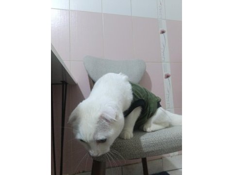 Scottish fold kedisi