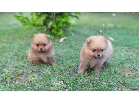 Mükemmel kalitede teddy bear  pomeranian yavrular