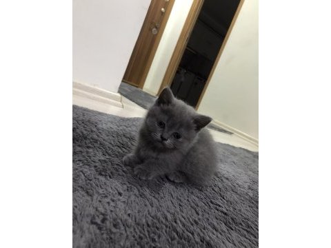 Minnak kedim sahiplendirilecektir