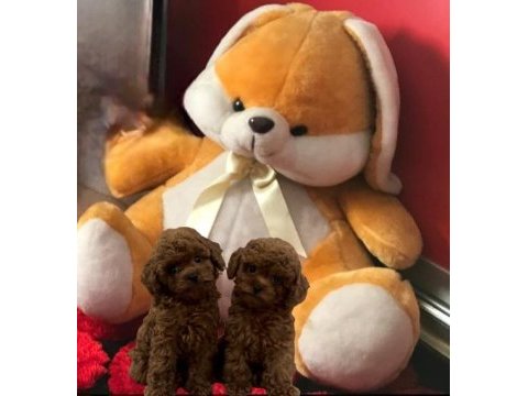 Ev ortamında toy poodle sağlık garantili