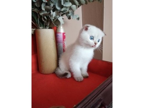 Scottish fold erkek