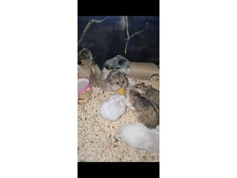 Ankara içi ele alışık hamster sahiplendirme