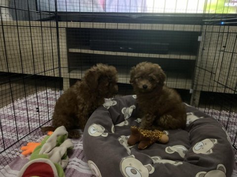 Kendi yavrularım toy poodle