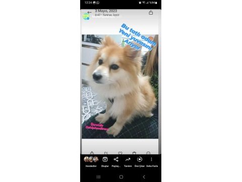 Pomeranian alman spitz karma