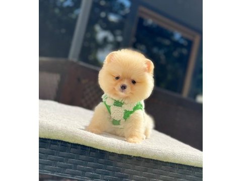 Sağlık ve ırk garantili pomeranian