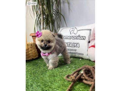 Antalya orjinal pomeranian yavrular