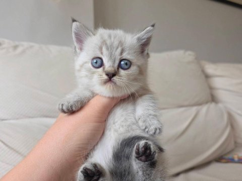 Selanikli cats ayrıcalığı ile muhteşem kediler