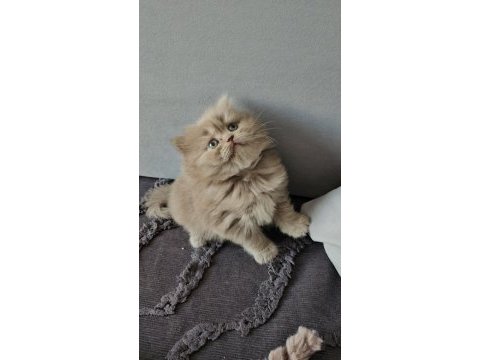 Acil sadece aileye british longhair