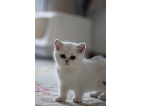 British shorthair golden ve silver yavrularımız