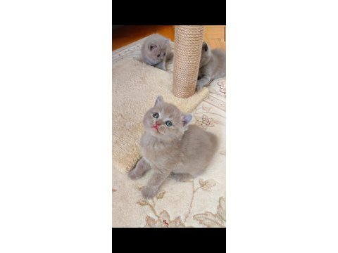 Lilac renk yavru kedimiz