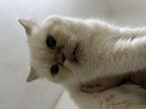 Garfield exotic shorthair ücretsiz sahiplendirilecektir