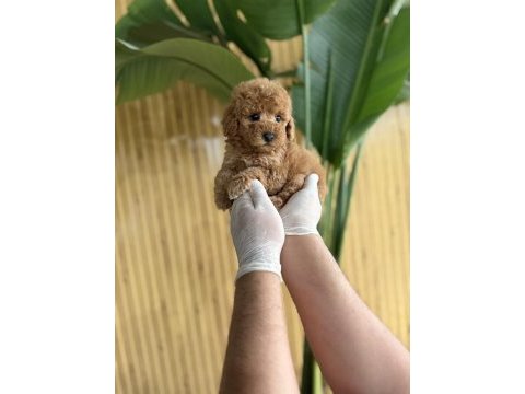 Poodle cinsi referans yavrumuz