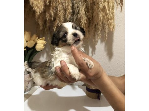 Küt burun kısa bacak orjinal a++ kalite köpeklerimiz