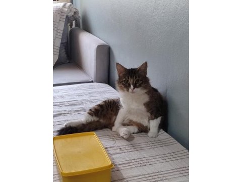 Kediyi ücretsiz sahiplendiriyorum