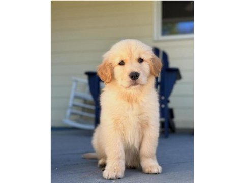 Poncik golden retriever yavrular