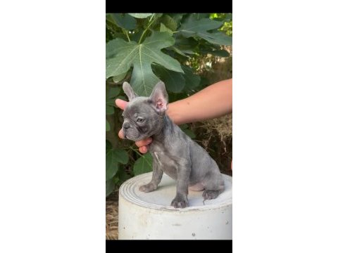 A kalite blue french bulldog yavrularımız