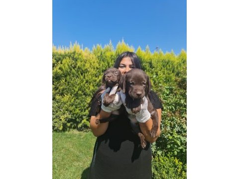 Mükemmel çikolata labrador yavrularım