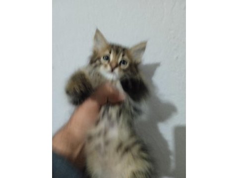 3 aylık diş ve erkek kedilerim var