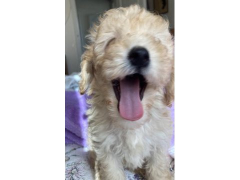Sevgiyle büyüyen poodle yavruları – ev doğumlu