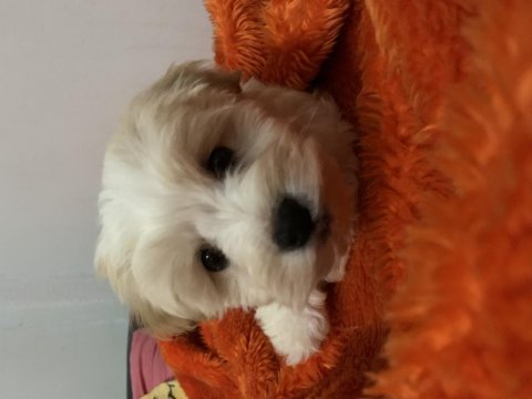 İstanbul beyefendisi maltipoo yeni ailesini bekliyor