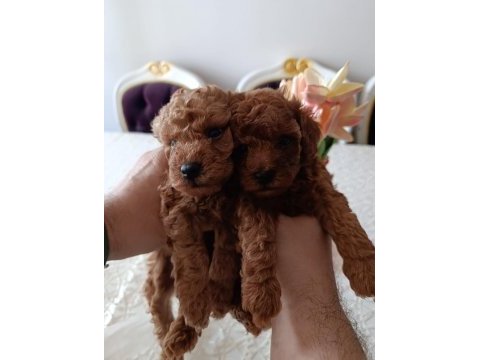 Safkan red brown toy poodle yavrular üst kalite