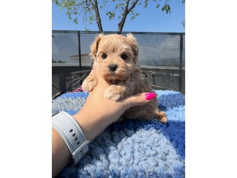 Maltipoo yavruları