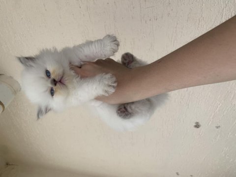 British longhair kedimiz