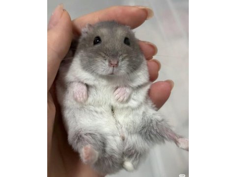 Gonzales hamster yavrular heryere gönderim var