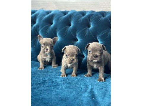 A kalite french bulldog bebeklerimiz