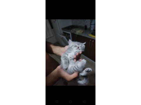 British shorthair kedisi