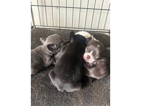 Safkan french bulldog bebeklerimiz