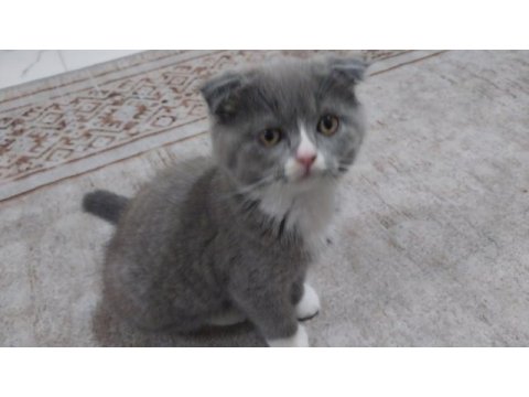 Scottish fold prensesime yuva aranıyor