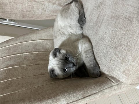 Aşıları tam scottish fold
