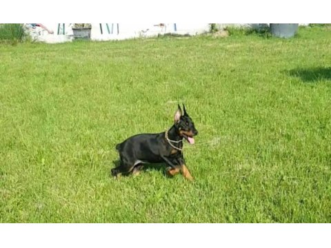 Kızıl ve siyah doberman yavrular