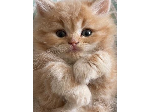 British longhair kedisi
