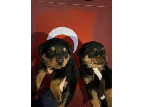 53 günlük koca kafa rottweiler yavrular son 3 dişi