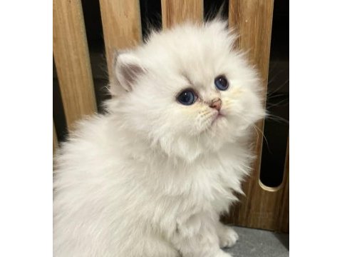 Pamuğumsu ns1133 british longhair 