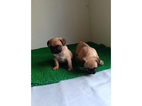 Pink taşıyıcı pug