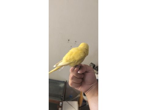 Full evcil muhabbet kuşu