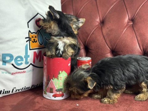 Anti allerjik çok özel tea cup yorkshire terrier ler