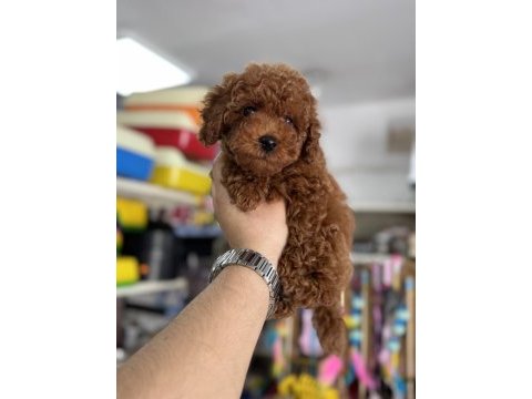Toy poodle kore kan yavrularımız kg garantili