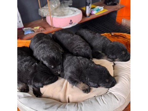 Kaliteli alman kurdu bebeklerimiz için acele edin