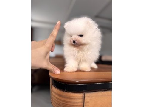 En saf haliyle pomeranian boo