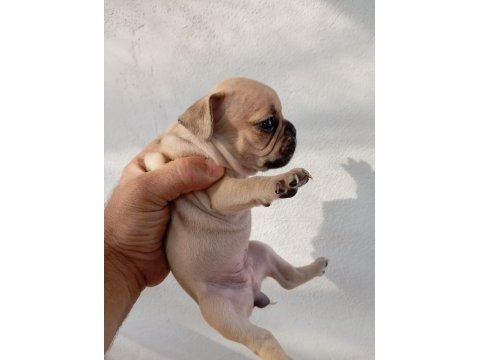 French bulldog yavruları