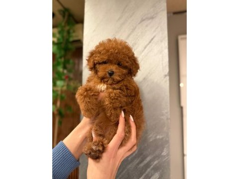 Show kalite toy poodle