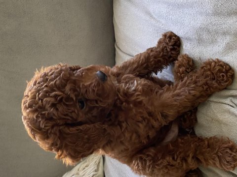 Toy poodle kore poodle eşleşmesi