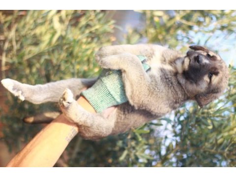 Dev adayları anadolu çoban köpeği yavruları