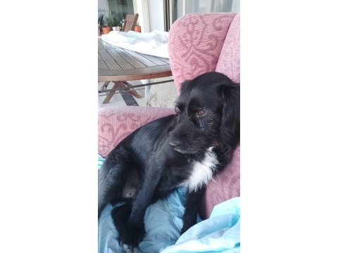 Bodrum kayıp ilanı köpeğimiz için