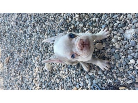 2 aylık merle french bulldog sahiplendirilecek